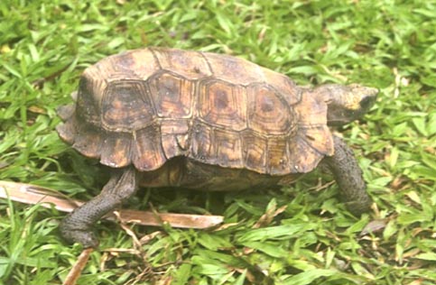 Kinixys_homeana_TDiagne_lr.jpg