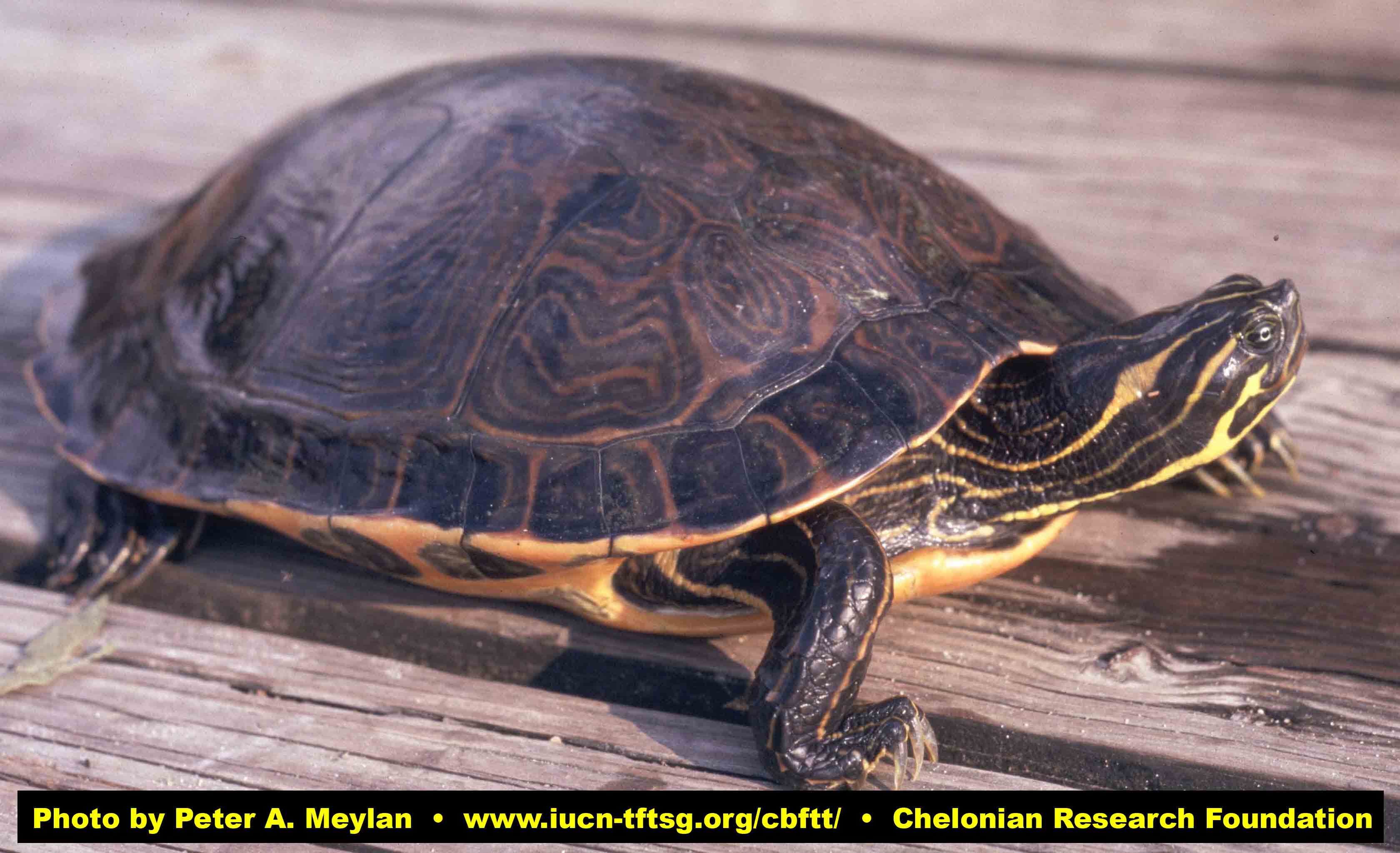 Pseudemys Alchetron, The Free Social Encyclopedia