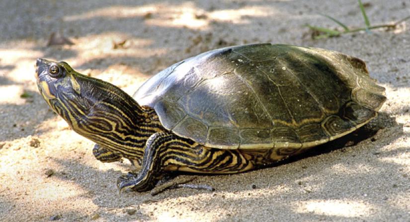 Alabama Map Turtle Va Happy